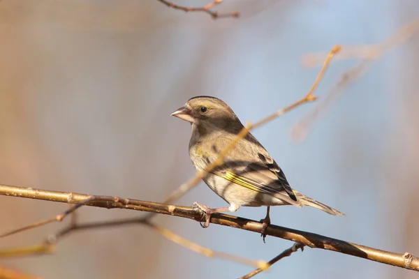 Zvonek zelený (carduelis chloris) — Stock fotografie