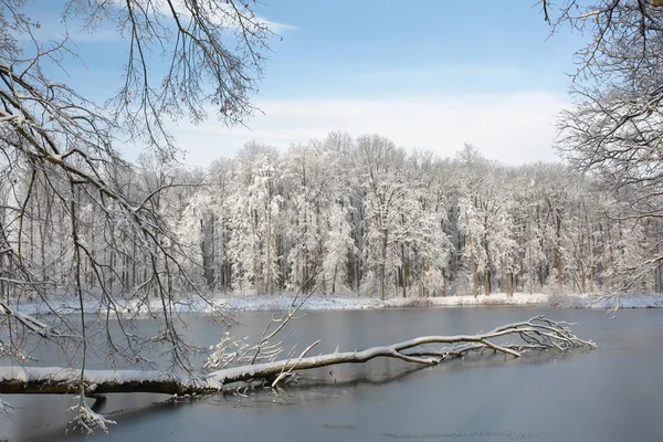 Bosco invernale sulla riva del lago — Foto Stock