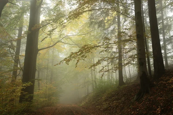 Trilha florestal em nevoeiro clima de outono — Fotografia de Stock