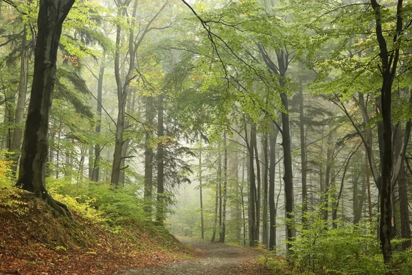 Ścieżka do lasu bukowego — Zdjęcie stockowe