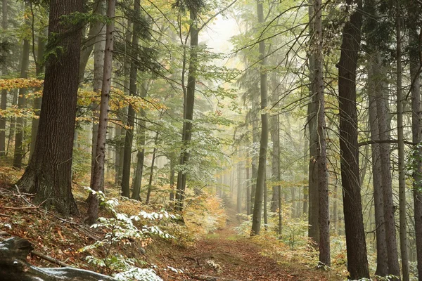 Bosque de otoño en la niebla — Foto de Stock