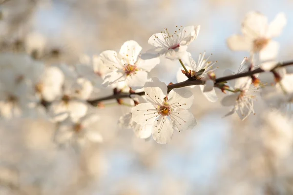 黄昏的春天的花朵 — 图库照片