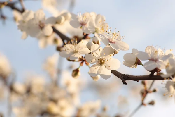 Frühlingsblumen in der Dämmerung — Stockfoto