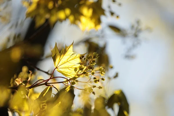 Jarní javorový list — Stock fotografie