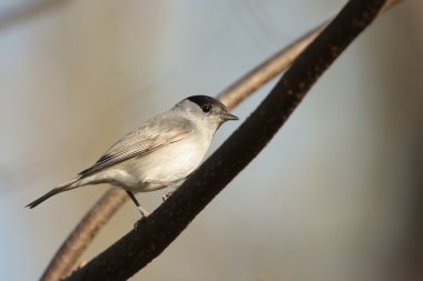 Blackcapblackcap (Sylvia atricapilla)