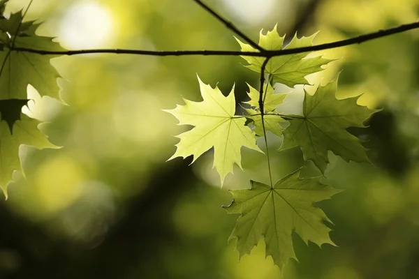 Galho de folhas de primavera em uma floresta — Fotografia de Stock