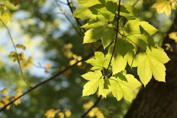 Ramita de hojas de primavera en un bosque —  Fotos de Stock