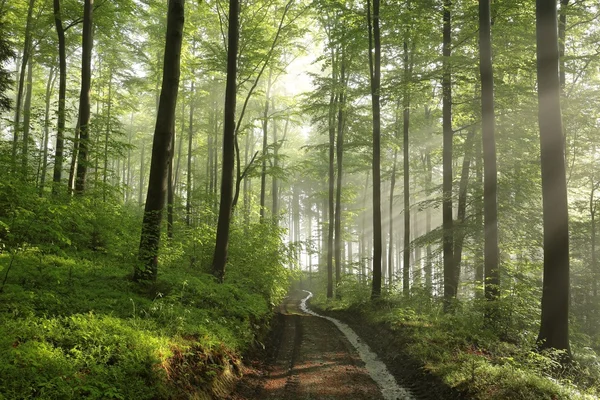 Floresta de Primavera ao amanhecer — Fotografia de Stock