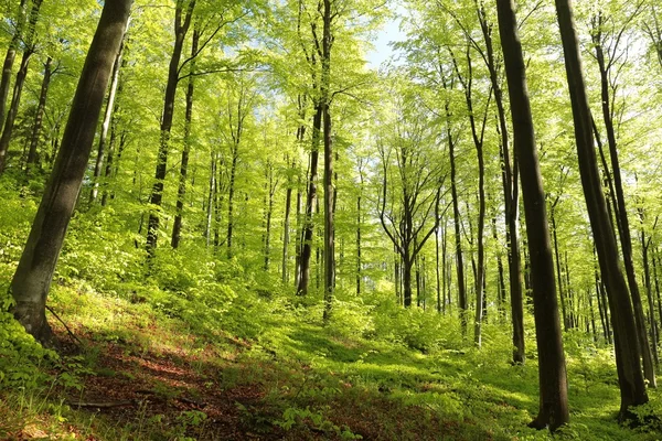 Våren bokskog — Stockfoto