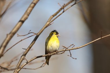 Bir dal üzerinde başlı iskete