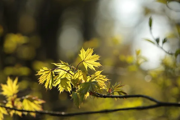 Hoja de arce de primavera — Foto de Stock