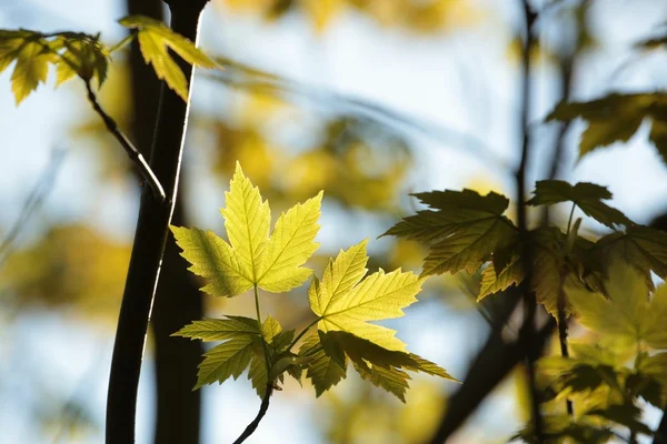 Весняне листя — стокове фото