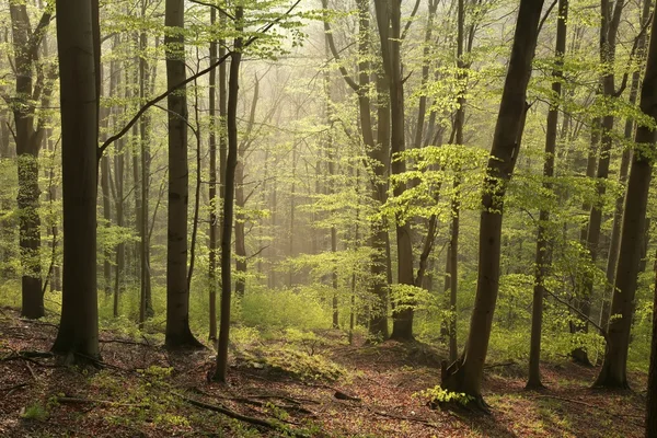 Bosque de haya de primavera —  Fotos de Stock