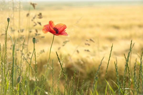 Amapola en el campo — Foto de Stock