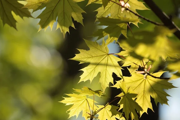 Hoja de arce de primavera — Foto de Stock