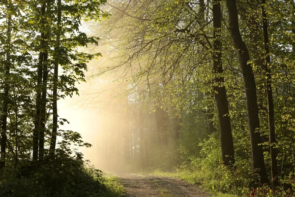 霧の朝に春の森. — ストック写真
