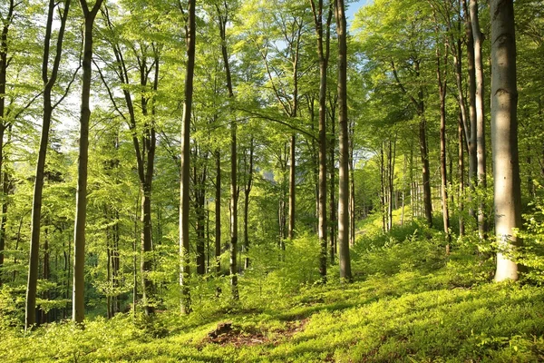 Spring beech forest — Stock Photo, Image