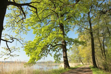 Şafakta bahar manzarası