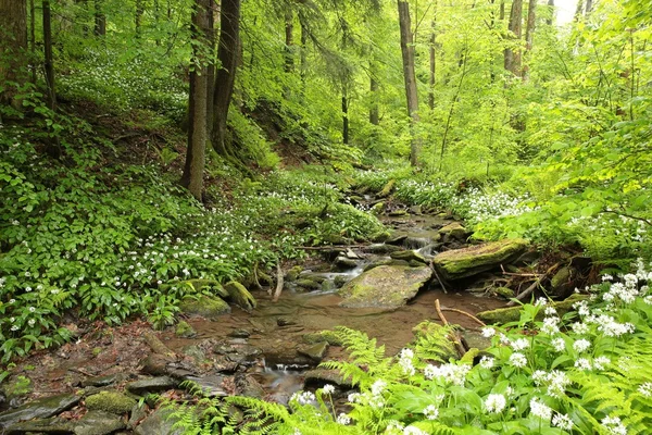 Bosque caducifolio de primavera —  Fotos de Stock