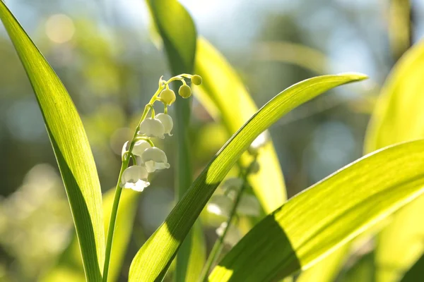 Lily van de vallei — Stockfoto