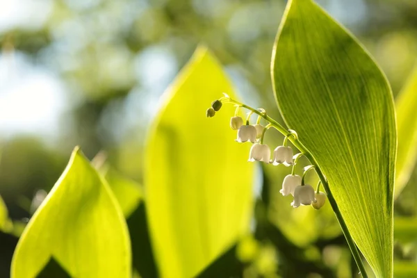 Lily z doliny. — Zdjęcie stockowe