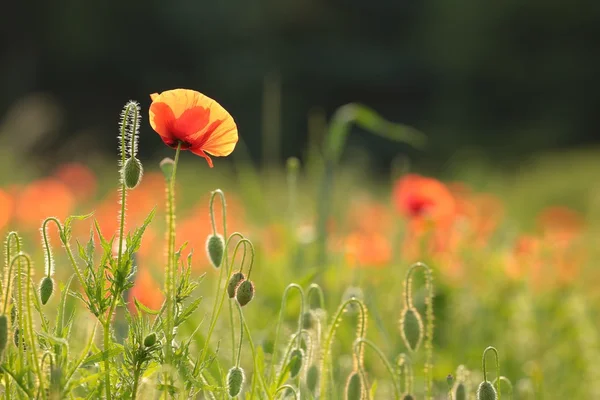 Poppy in the field — Stock Photo, Image