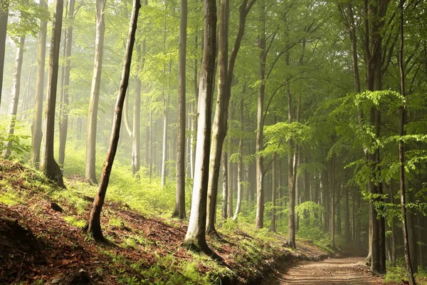 Buchenwald im Frühling — Stockfoto