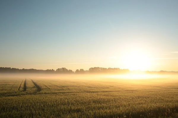 Восход солнца над полем — стоковое фото