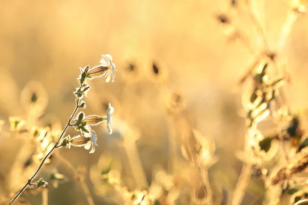 Weißer Campion bei Sonnenaufgang — Stockfoto