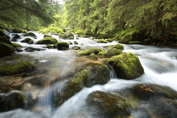 Forest stream — Stock Photo, Image