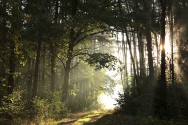Ormandan geçen köy yolu. 