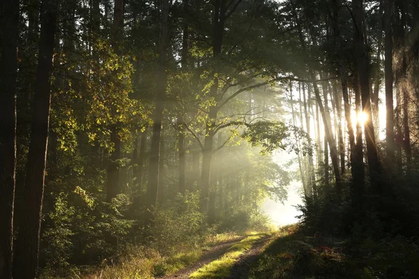 Polna droga przez las mglisty poranek — Zdjęcie stockowe