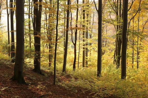 晚霞照亮了山坡上的秋天山毛榉林 — 图库照片