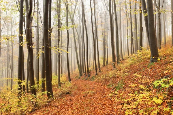Bükkfák Őszi Erdőben Ködös Esős Időben — Stock Fotó