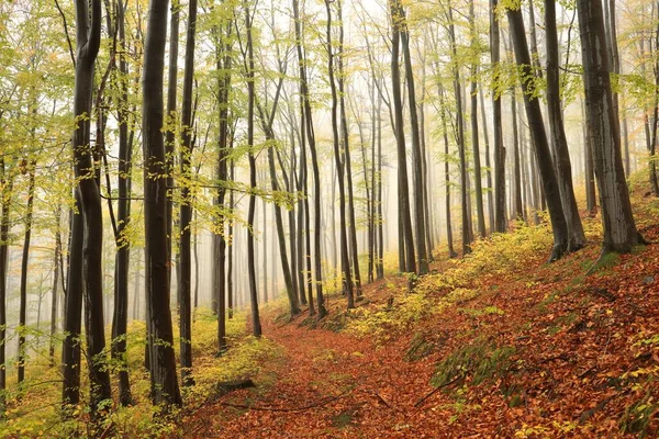 Bükkfa Ösvény Őszi Erdőben Ködös Időben — Stock Fotó