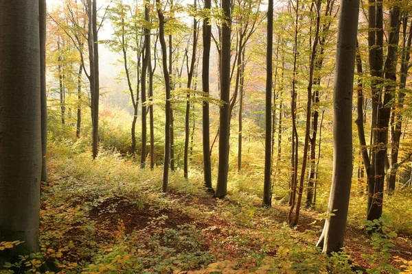 Sonbahar Kayın Ormanları Gün Batımında Dağ Yamacında — Stok fotoğraf