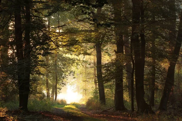 Ein Waldweg Zwischen Eichen Einem Nebligen Herbstmorgen — Stockfoto