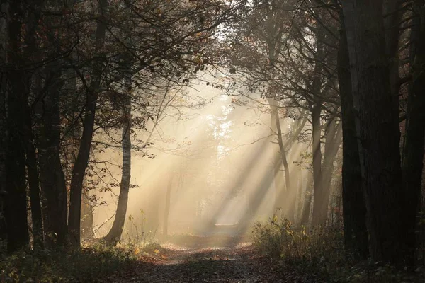 霧深い朝の秋の森を抜ける田舎道 — ストック写真
