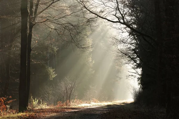 Het Licht Van Rijzende Zon Valt Het Bospad Bij Mistig — Stockfoto