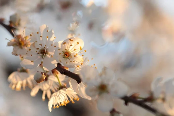 Voorjaar Bloemen Bloeien Een Boom — Stockfoto