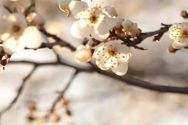 Vårblommor Blommar Ett Träd — Stockfoto