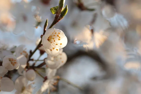 Fiori Primavera Che Fioriscono Albero — Foto Stock