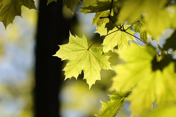 Primavera Foglie Acero Ramoscello Nella Foresta — Foto Stock