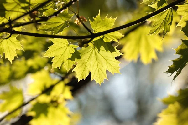 Hojas Arce Primavera Una Ramita Bosque —  Fotos de Stock