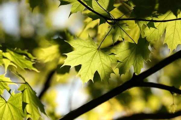 Φύλλα Ανοιξιάτικου Σφενδάμου Ένα Κλαδί Στο Δάσος — Φωτογραφία Αρχείου