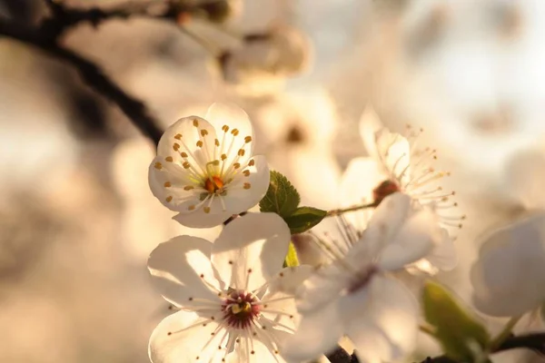 Frühlingsblumen Blühen Auf Einem Baum — Stockfoto