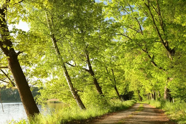 Une Route Campagne Parmi Les Chênes Par Une Matinée Ensoleillée — Photo