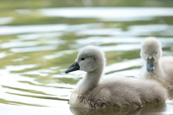 Young Swans Forest Pond — Stock Photo, Image