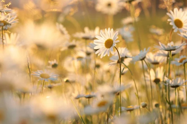 Margherite Prato Primaverile Tramonto — Foto Stock