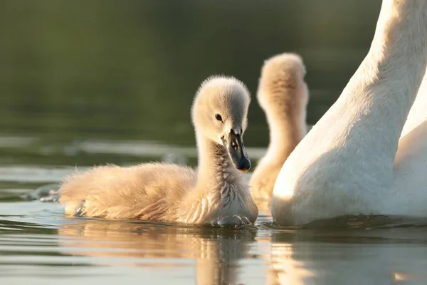 Молоді Лебеді Плавають Ставку Заході Сонця — стокове фото